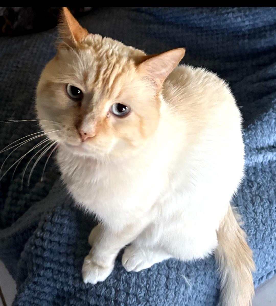 Enlarge Wedo, a Adoptable Siamese in Phoenix, AZ image 1/1