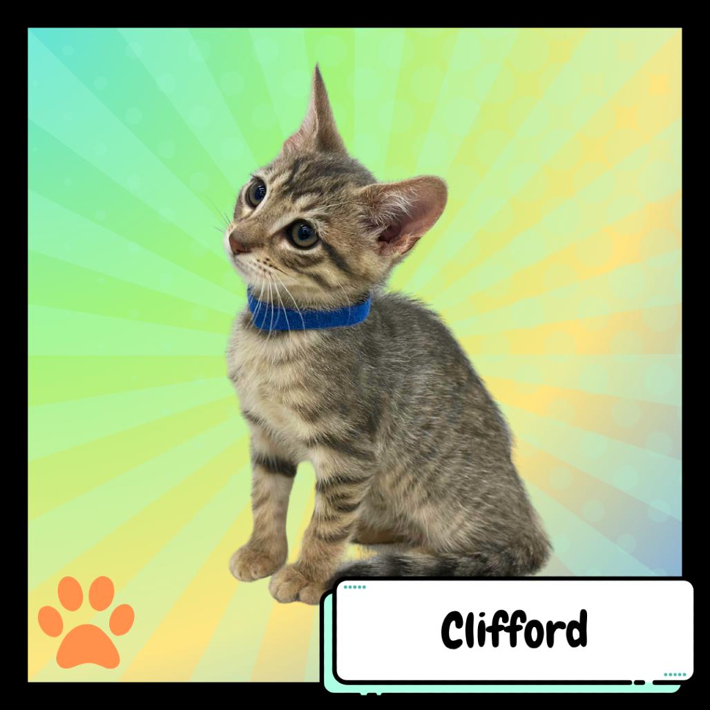 Clifford, the Big Red Dog, a Adoptable Domestic Short Hair in Suisun City, CA image 2/4