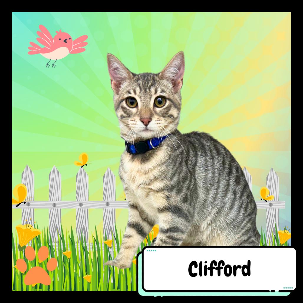 Clifford, the Big Red Dog, a Adoptable Domestic Short Hair in Suisun City, CA image 4/4