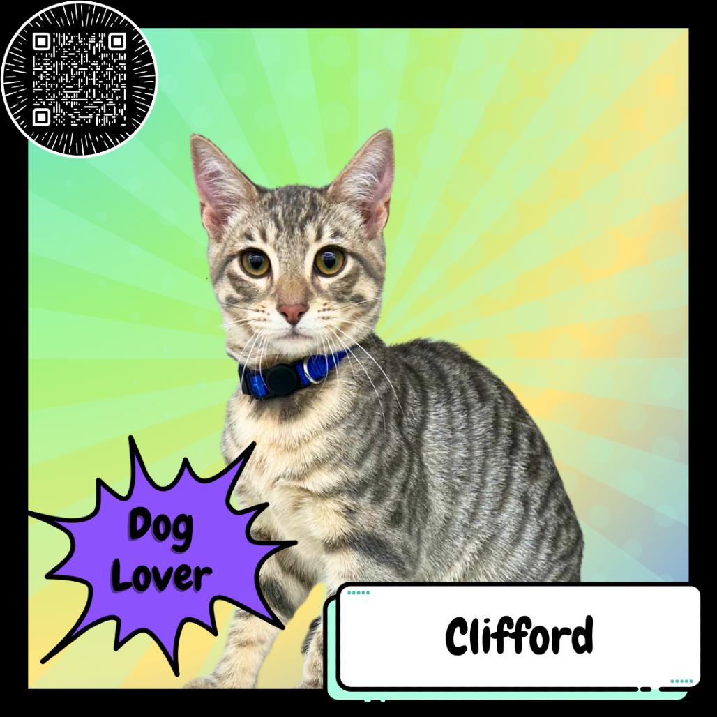 Enlarge Clifford, the Big Red Dog, a Adoptable Domestic Short Hair in Suisun City, CA image 4/4
