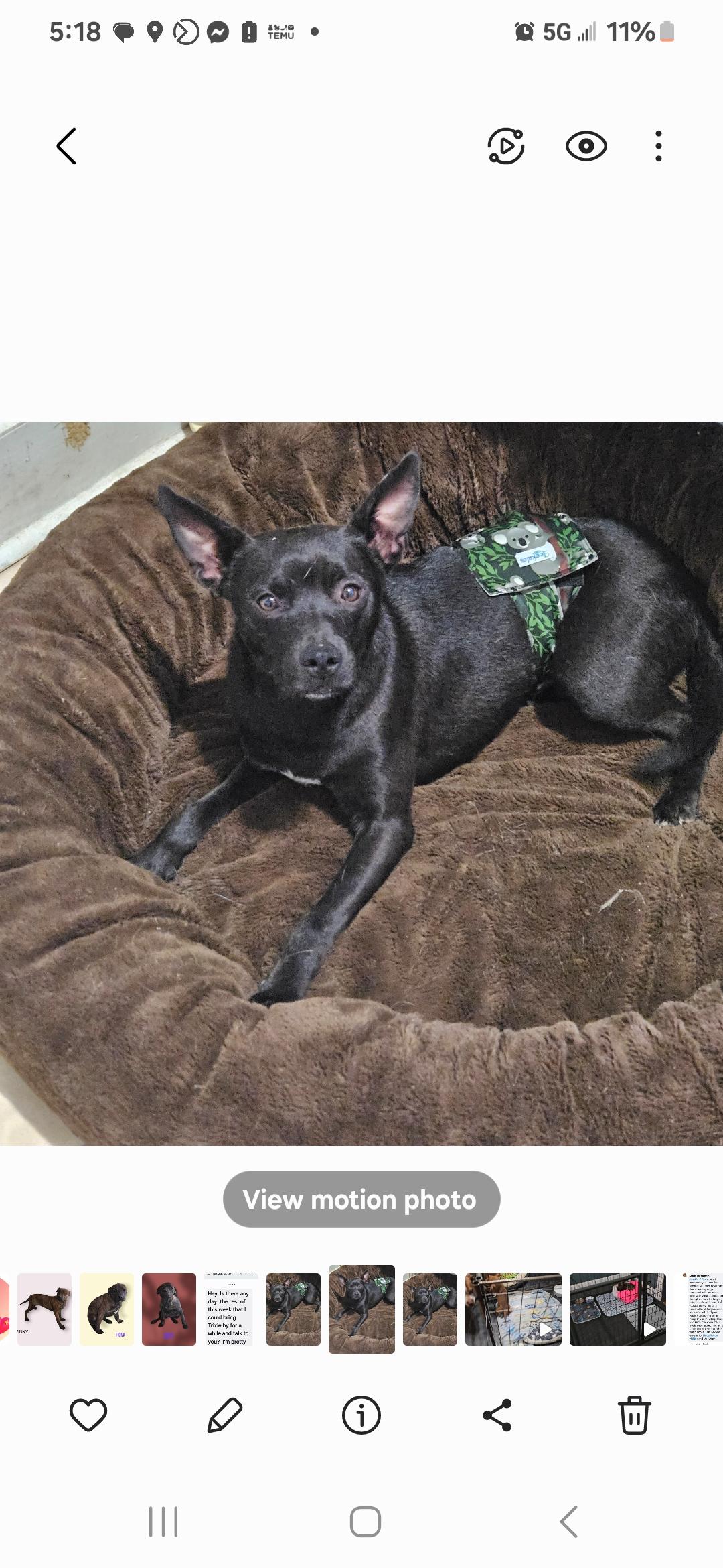 Enlarge SLIM, a Adopted Labrador Retriever in phenix city, AL image 1/1