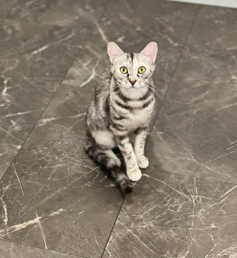 Enlarge Shimmer II, a Adoptable Domestic Short Hair in Muskegon, MI image 1/6