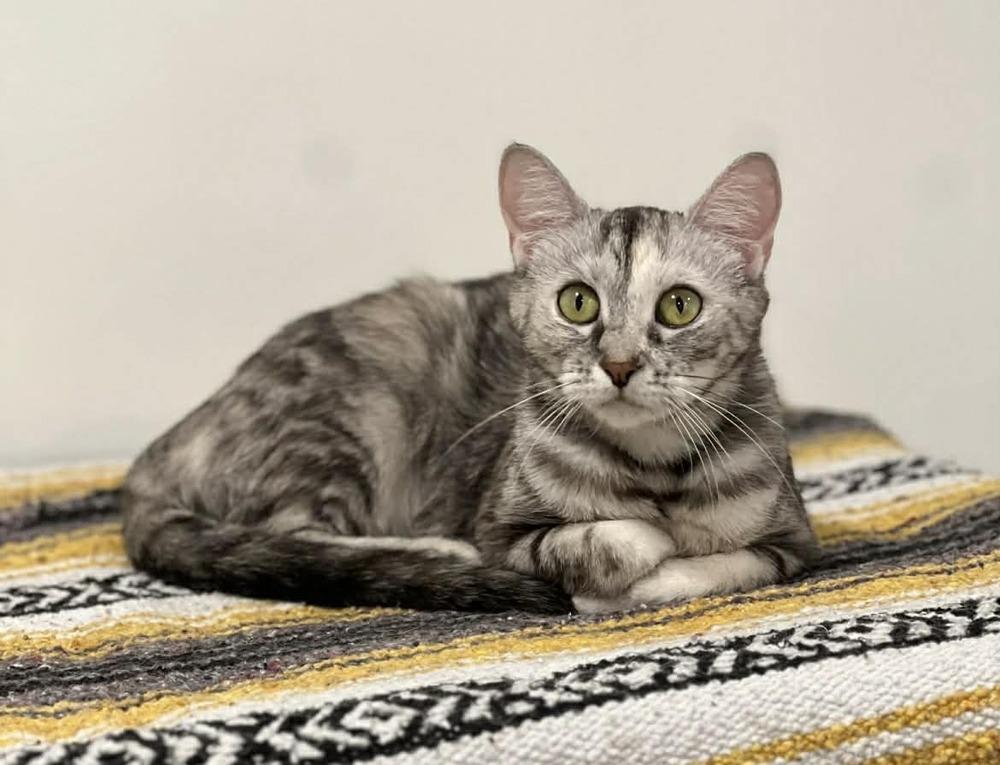 Enlarge Shimmer II, a Adoptable Domestic Short Hair in Muskegon, MI image 2/6