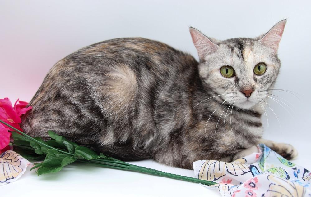 Enlarge Shimmer II, a Adoptable Domestic Short Hair in Muskegon, MI image 3/6