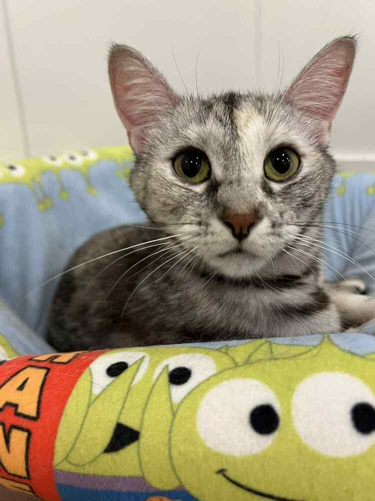 Enlarge Shimmer II, a Adoptable Domestic Short Hair in Muskegon, MI image 4/6