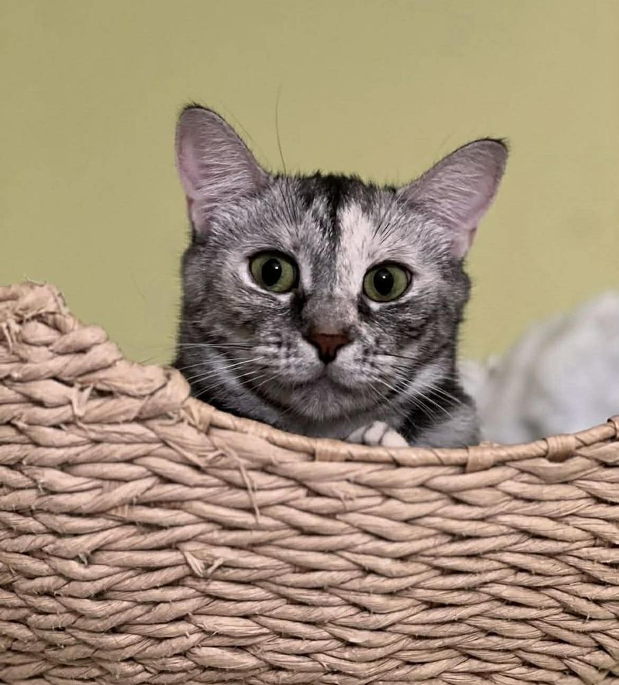 Enlarge Shimmer II, a Adoptable Domestic Short Hair in Muskegon, MI image 5/6