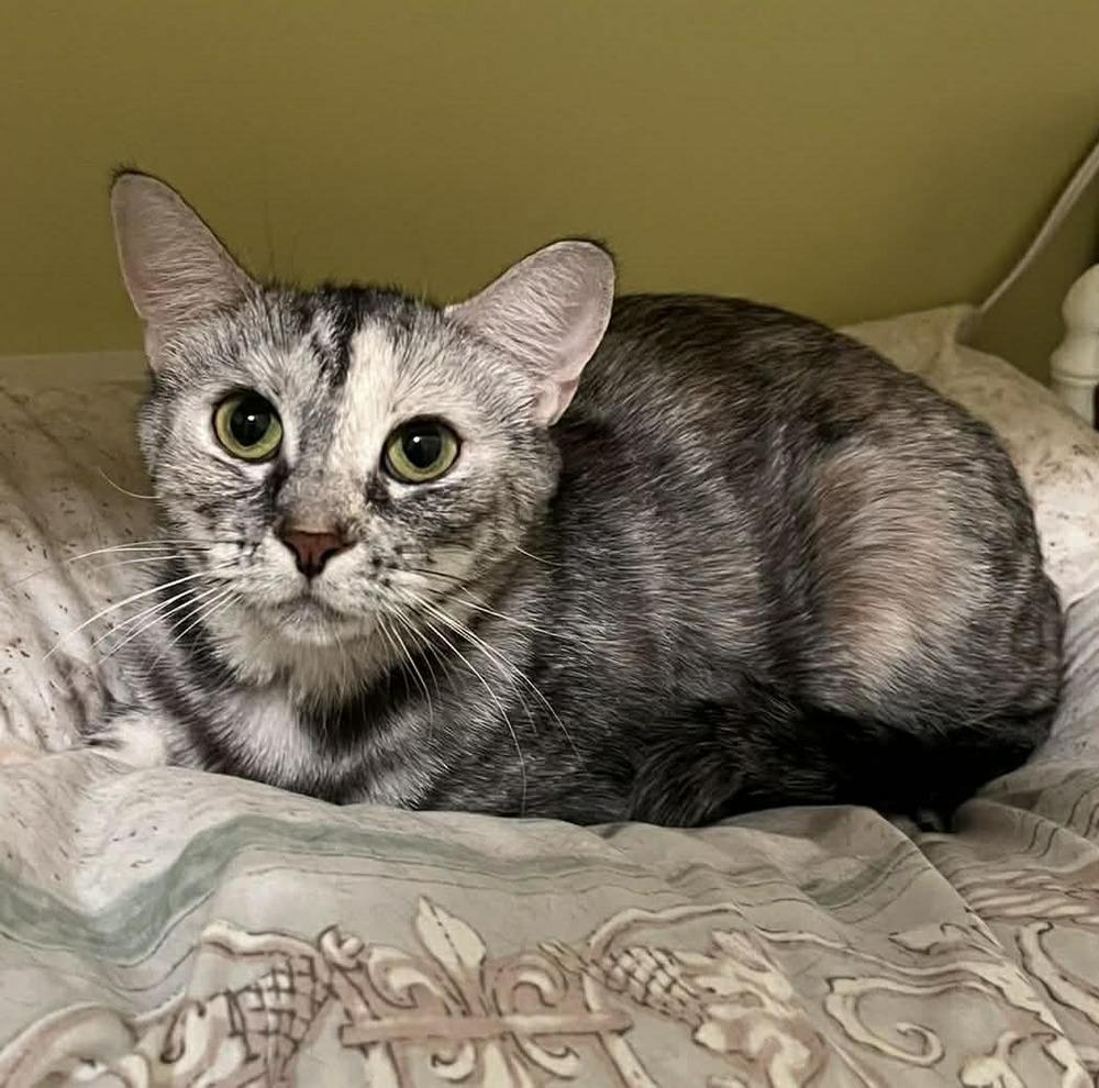 Enlarge Shimmer II, a Adoptable Domestic Short Hair in Muskegon, MI image 6/6