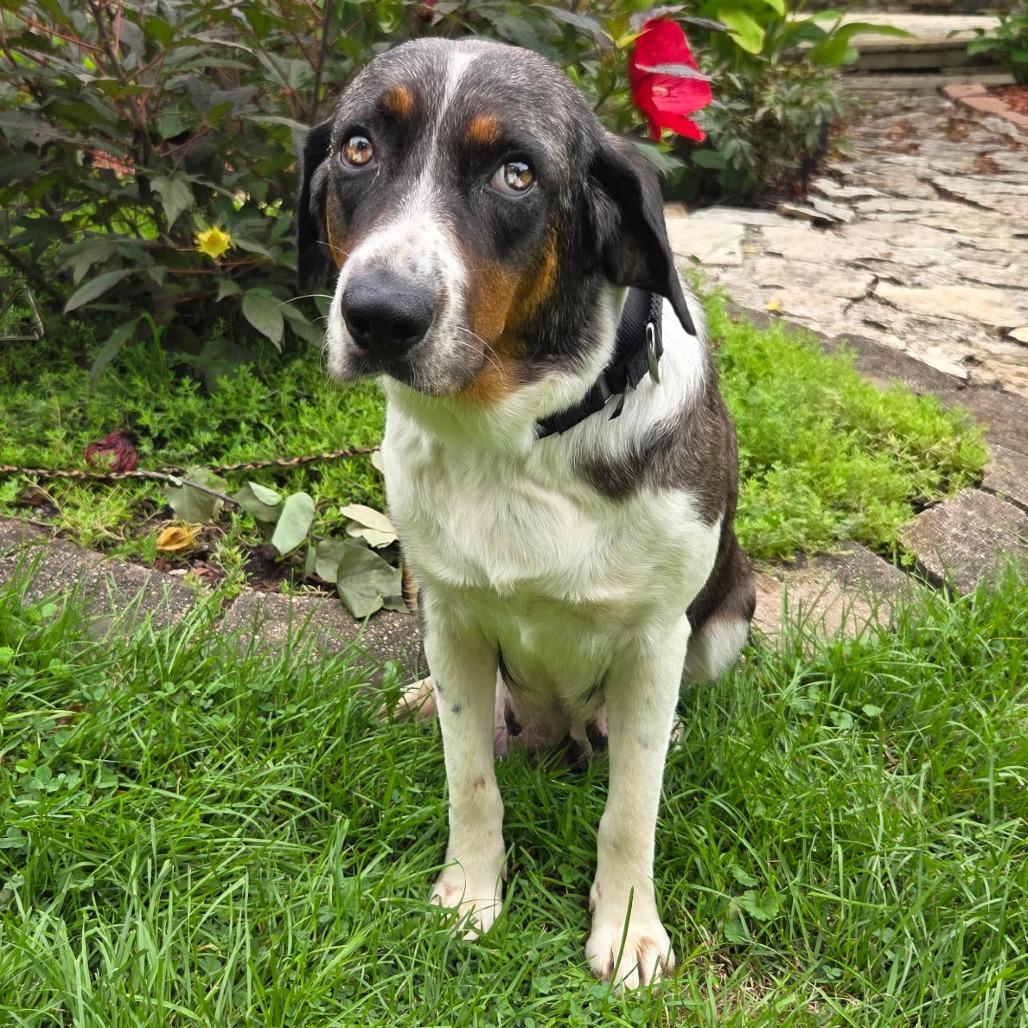 Sequoia - Available in Foster, Adoptable, Adult Female Mixed Breed.