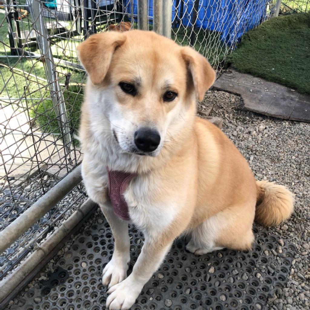 Chee Yoo, a Adoptable mixed breed in San Pablo, CA image 1/6