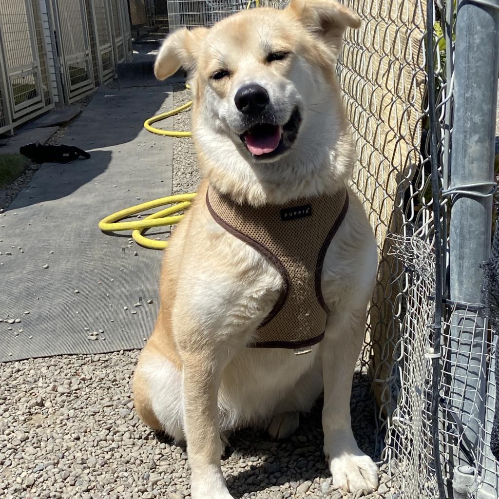 Chee Yoo, a Adoptable mixed breed in San Pablo, CA image 2/6