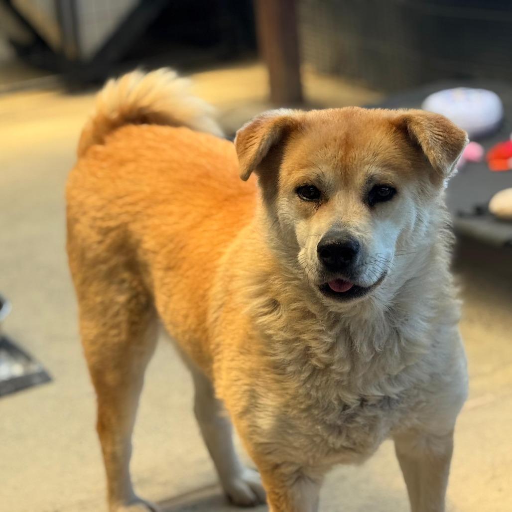 Chee Yoo, a Adoptable mixed breed in San Pablo, CA image 3/6
