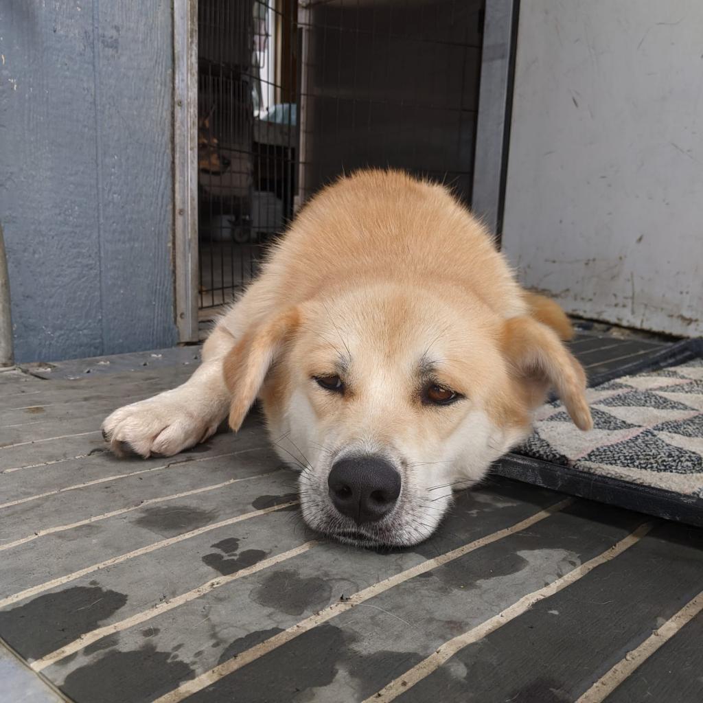 Chee Yoo, a Adoptable mixed breed in San Pablo, CA image 4/6