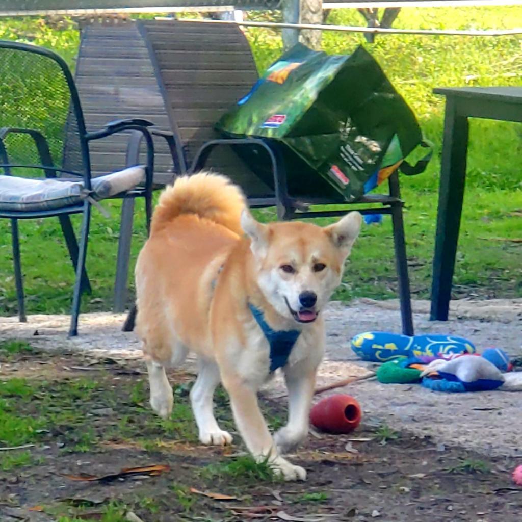 Chee Yoo, a Adoptable mixed breed in San Pablo, CA image 5/6