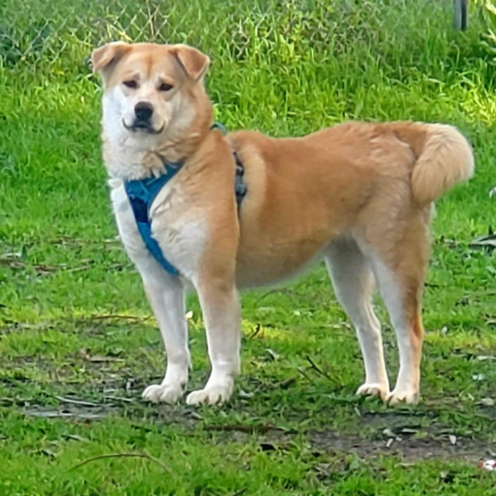 Chee Yoo, a Adoptable mixed breed in San Pablo, CA image 6/6