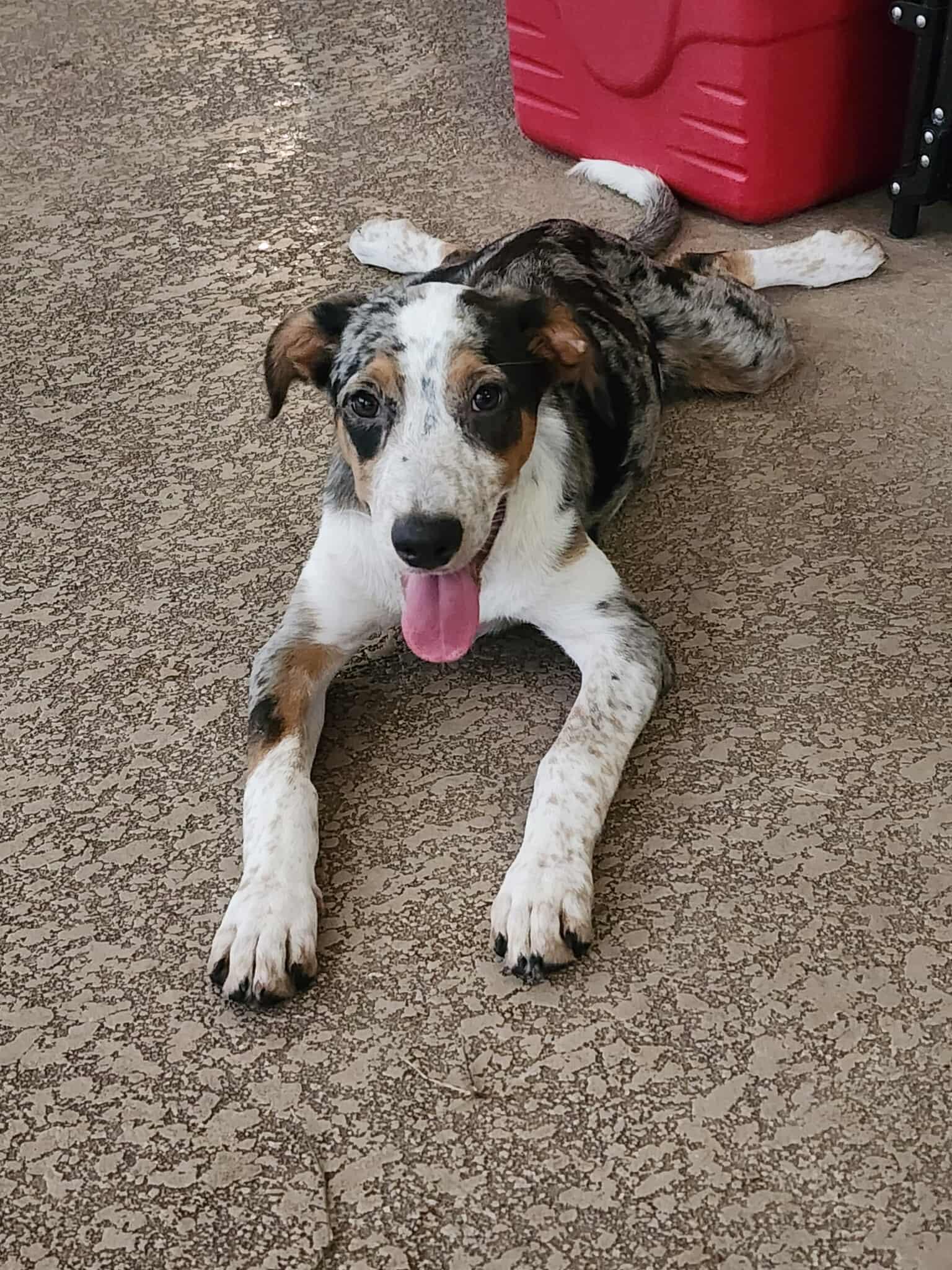 Scarlett - ME, an adoptable Australian Cattle Dog / Blue Heeler, Catahoula Leopard Dog in Warren, ME, 04864 | Photo Image 4