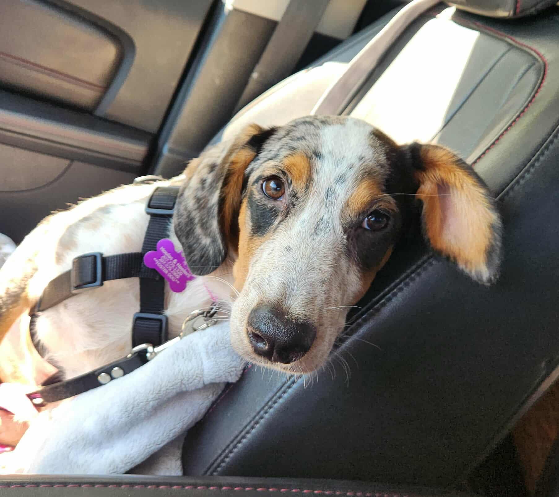 Scarlett - ME, an adoptable Australian Cattle Dog / Blue Heeler, Catahoula Leopard Dog in Warren, ME, 04864 | Photo Image 2