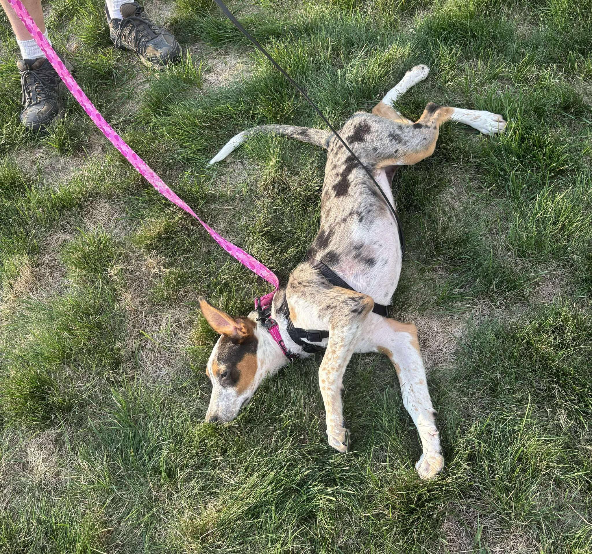 Scarlett - ME, an adoptable Australian Cattle Dog / Blue Heeler, Catahoula Leopard Dog in Warren, ME, 04864 | Photo Image 5