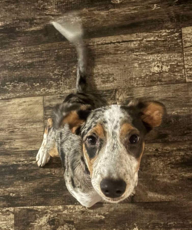 Scarlett - ME, an adoptable Australian Cattle Dog / Blue Heeler, Catahoula Leopard Dog in Warren, ME, 04864 | Photo Image 1