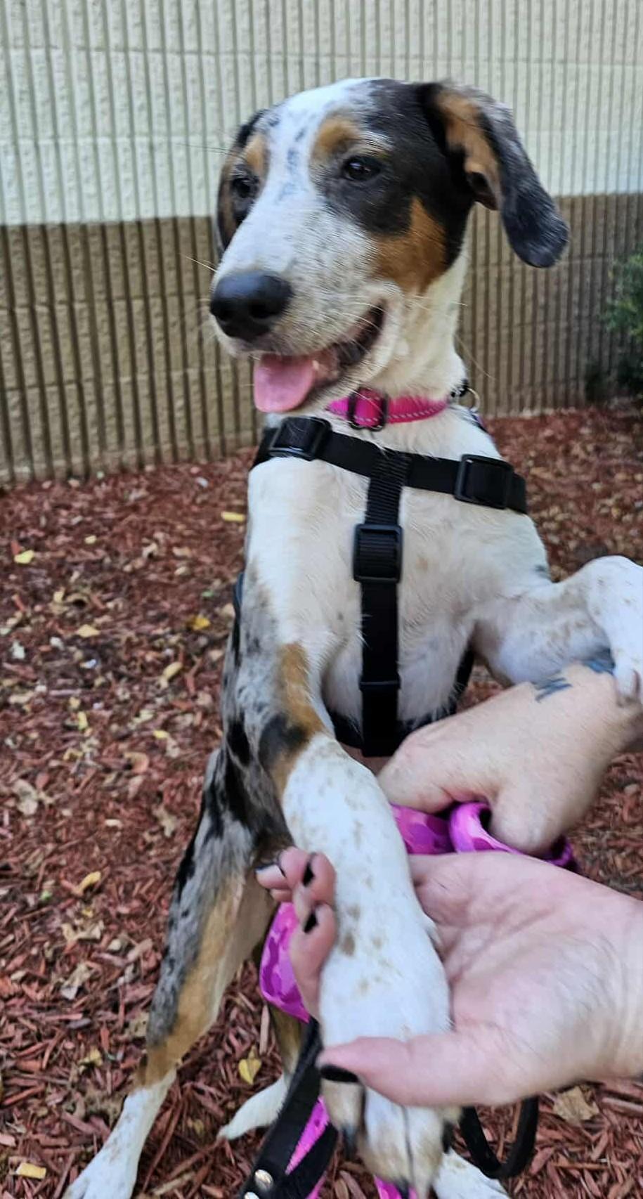 Scarlett - ME, an adoptable Australian Cattle Dog / Blue Heeler, Catahoula Leopard Dog in Warren, ME, 04864 | Photo Image 3