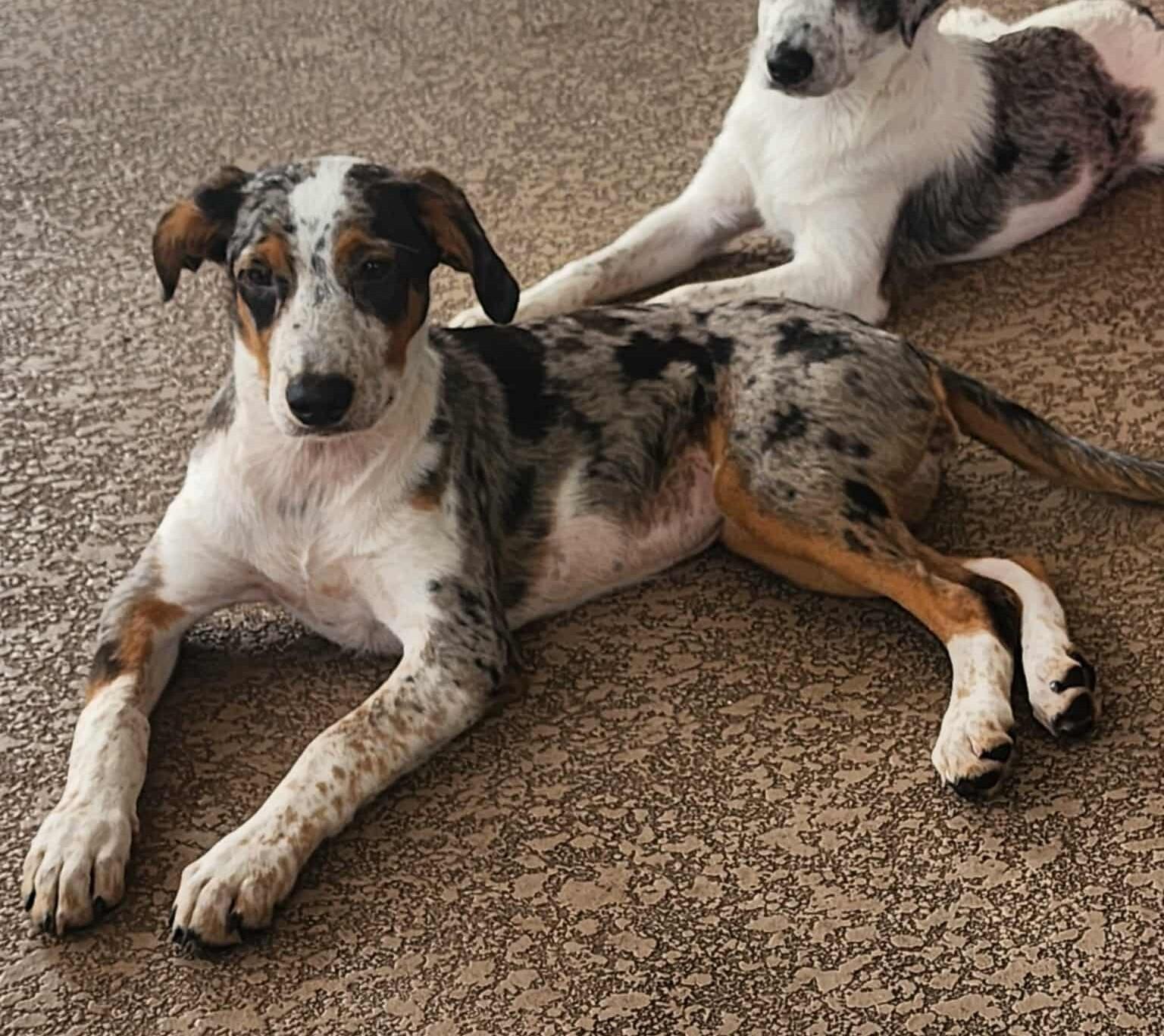 Scarlett - ME, an adoptable Australian Cattle Dog / Blue Heeler, Catahoula Leopard Dog in Warren, ME, 04864 | Photo Image 6