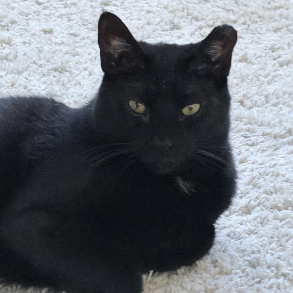 Sadie, Adoptable, Adult Female Domestic Short Hair & Domestic Short Hair.