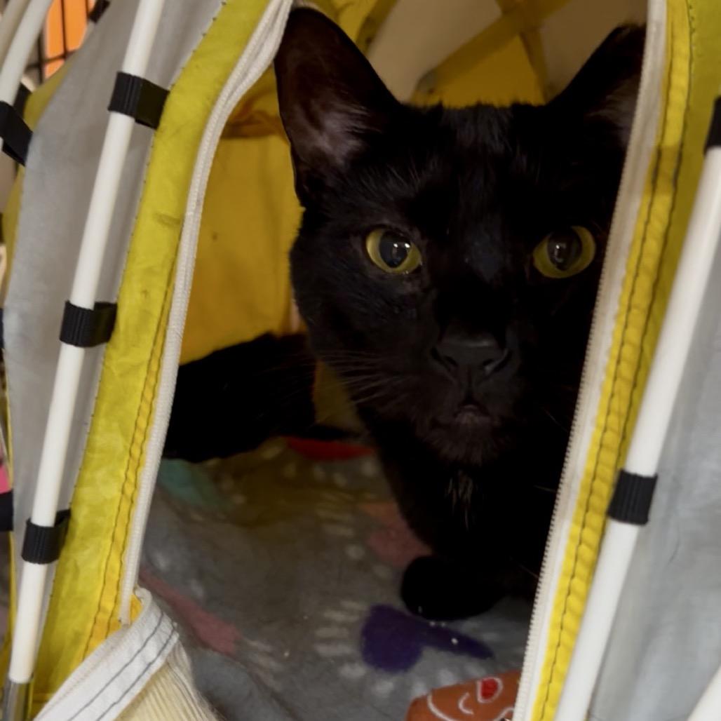 Enlarge Sadie, a Adoptable mixed breed in Bountiful, UT image 3/5