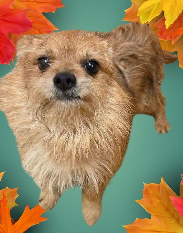 Legolas, Adoptable, Adult Male Chihuahua.