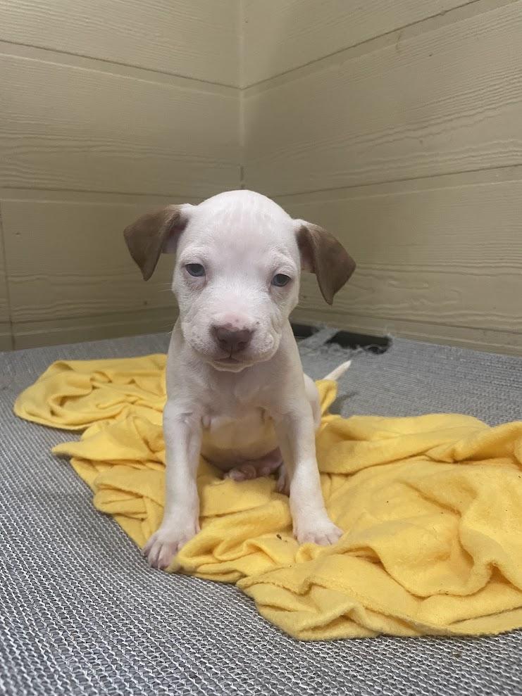 Claws, adopted, Puppy Male Pit Bull Terrier.