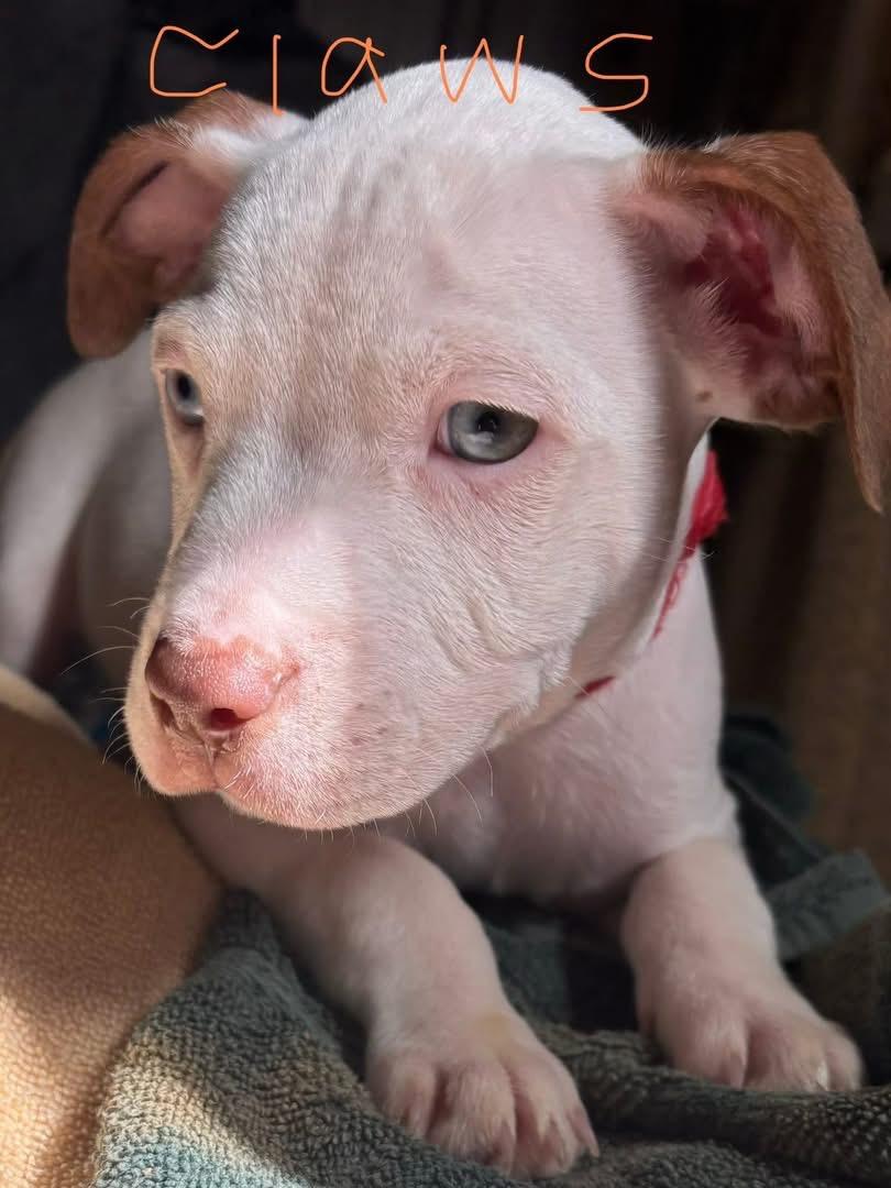 Enlarge Claws, an adopted mixed breed in Ruston, LA image 2/2