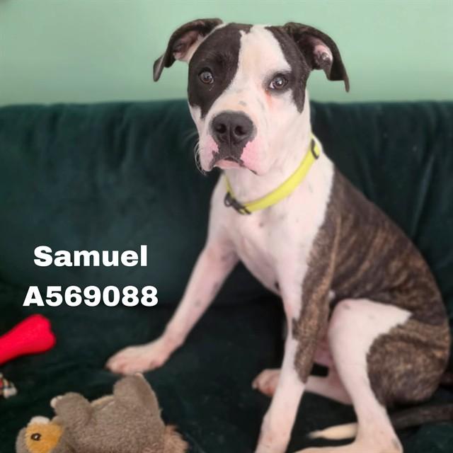 SAMUEL, Adoptable, Young Male Pit Bull Terrier & Mixed Breed.