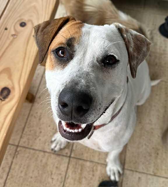 Bailey, a Adoptable mixed breed in Mountain View, HI image 2/6