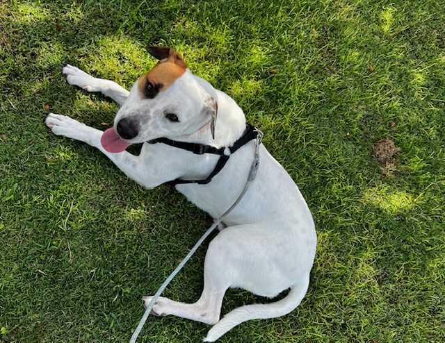Bailey, a Adoptable mixed breed in Mountain View, HI image 3/6