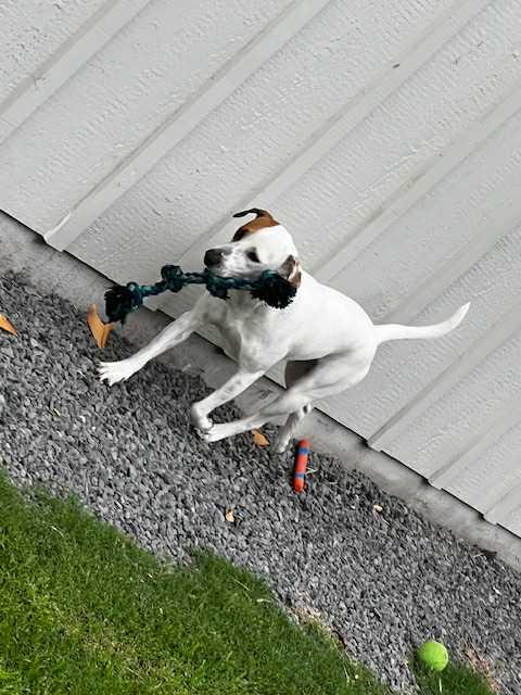 Bailey, a Adoptable mixed breed in Mountain View, HI image 4/6