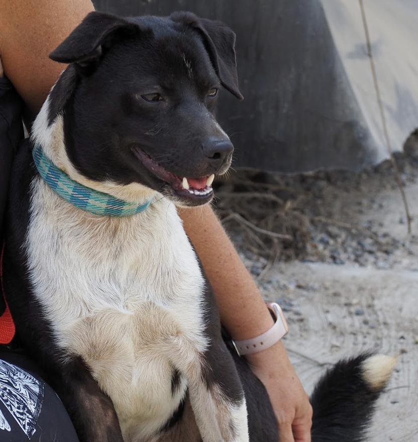 Alejandro, an adoptable Mixed Breed in EL COLORADO, JAL, 48265 | Photo Image 1