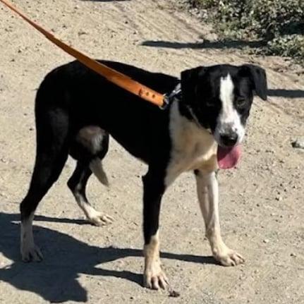 Alejandro, Adult Male Mixed Breed