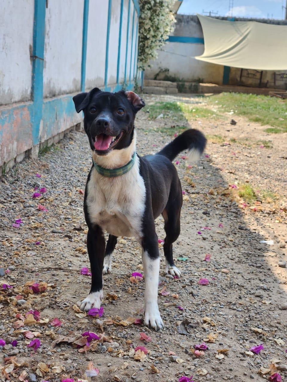 Enlarge Alejandro, a Adoptable Mixed Breed in EL COLORADO, JAL image 2/6