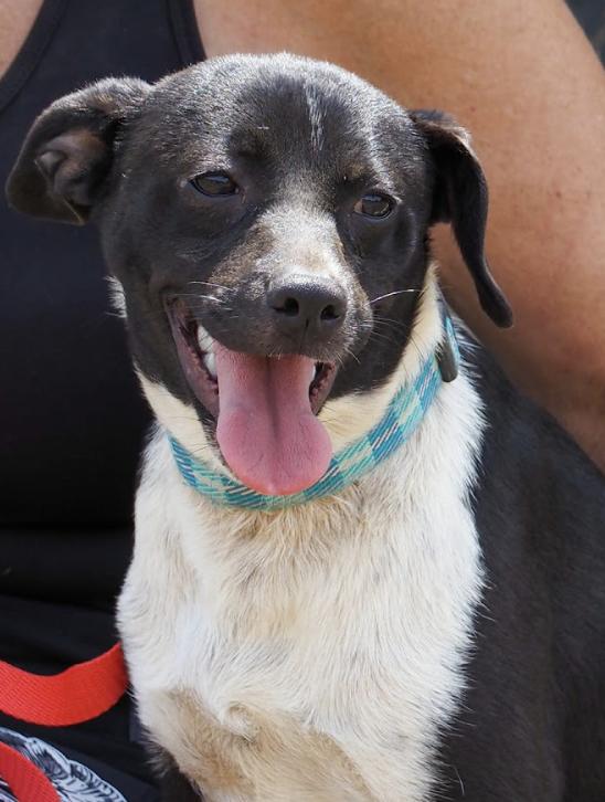 Alejandro, an adoptable Mixed Breed in EL COLORADO, JAL, 48265 | Photo Image 2