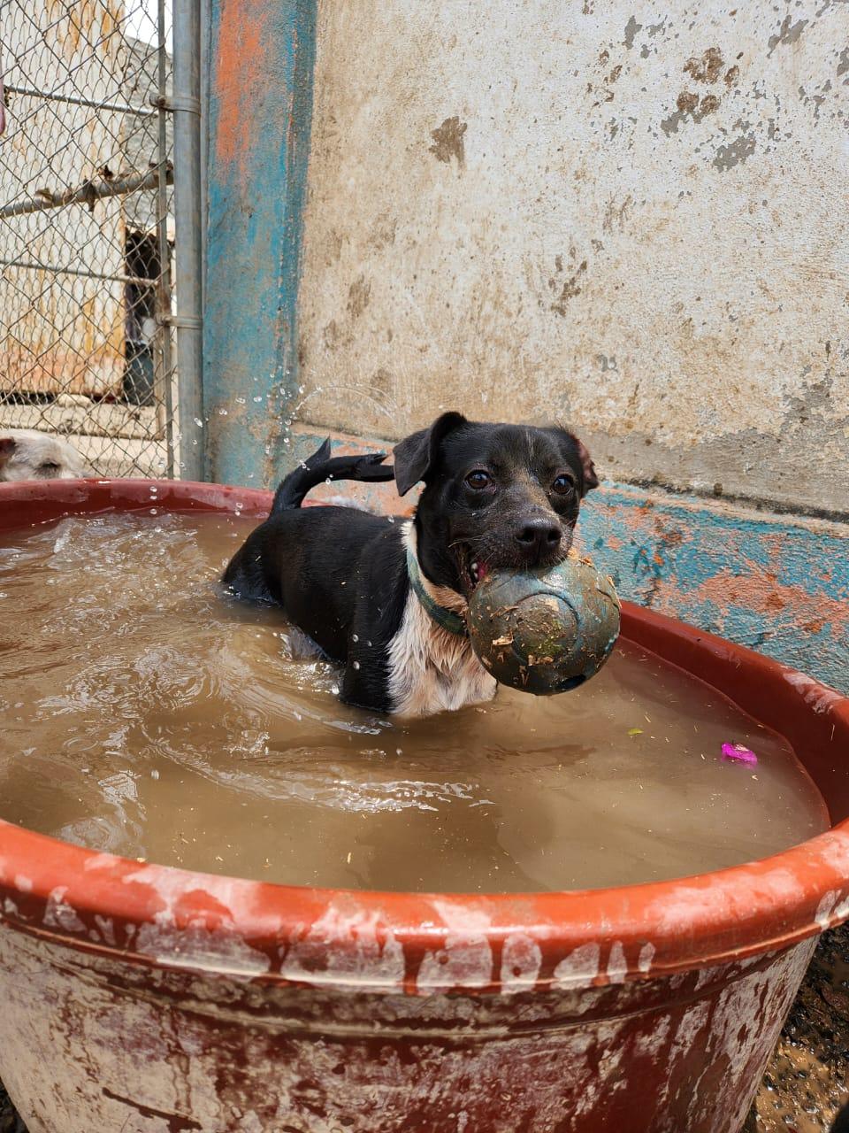 Alejandro, an adoptable Mixed Breed in EL COLORADO, JAL, 48265 | Photo Image 4