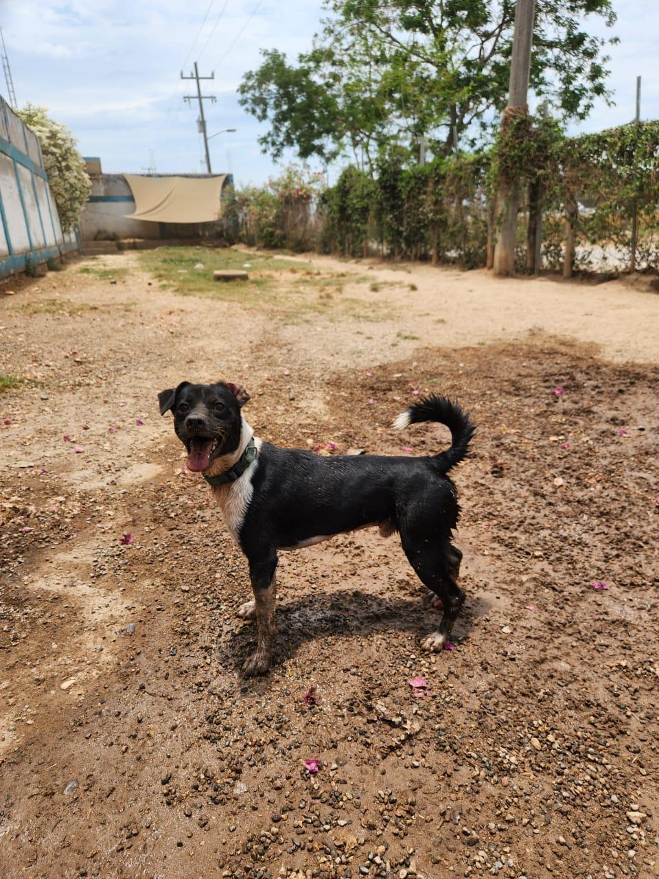 Alejandro, an adoptable Mixed Breed in EL COLORADO, JAL, 48265 | Photo Image 5