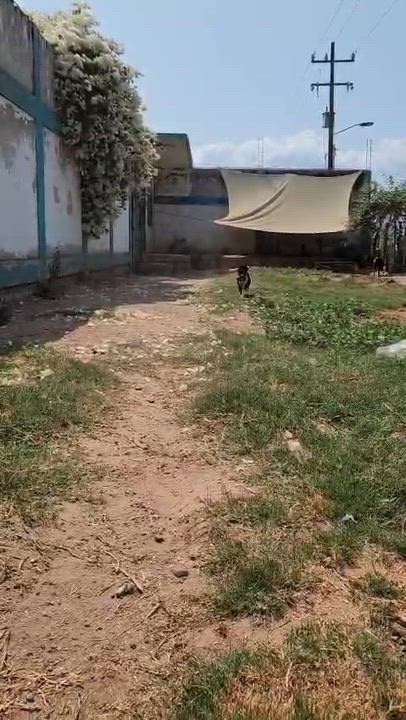 Enlarge Alejandro, a Adoptable Mixed Breed in EL COLORADO, JAL video 6/6