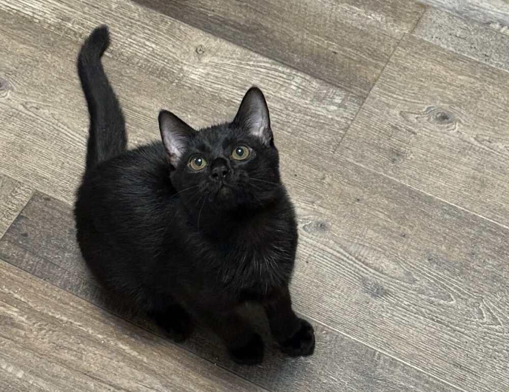 Percy TB, Adoptable, Kitten Male Domestic Short Hair.