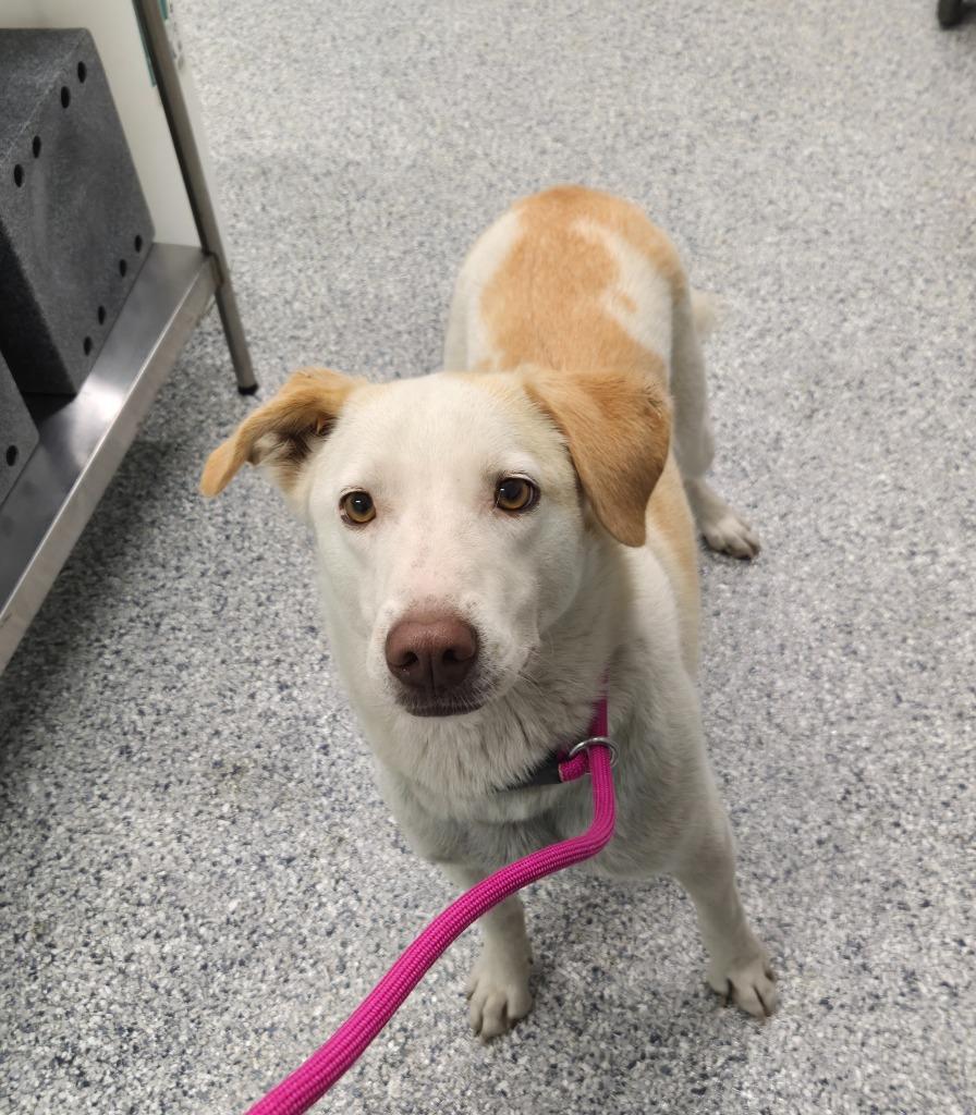 Enlarge Sam, a Adoptable mixed breed in Athens, TN image 1/3