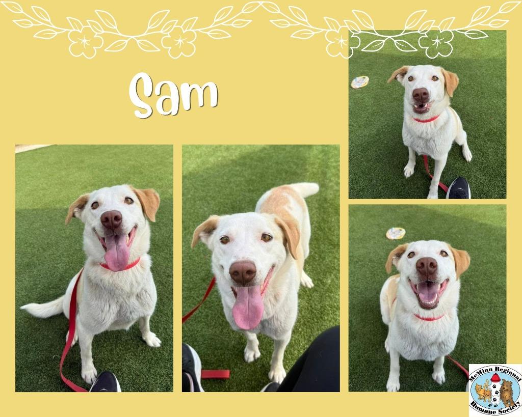 Enlarge Sam, a Adoptable mixed breed in Athens, TN image 2/3