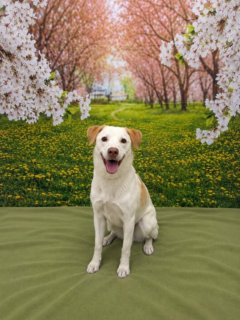 Enlarge Sam, a Adoptable mixed breed in Athens, TN image 3/3