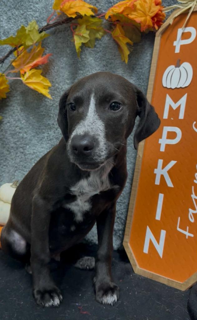 Enlarge Ditch, a Adoptable mixed breed in North Syracuse, NY image 1/1