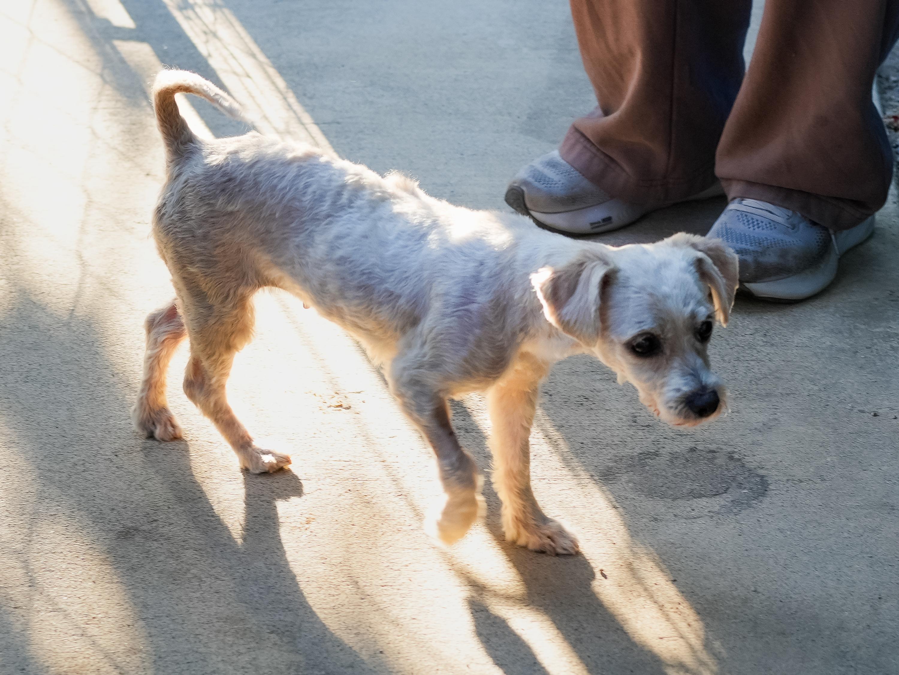 TIFFANY, a Adoptable Maltipoo in Fresno, CA image 1/5