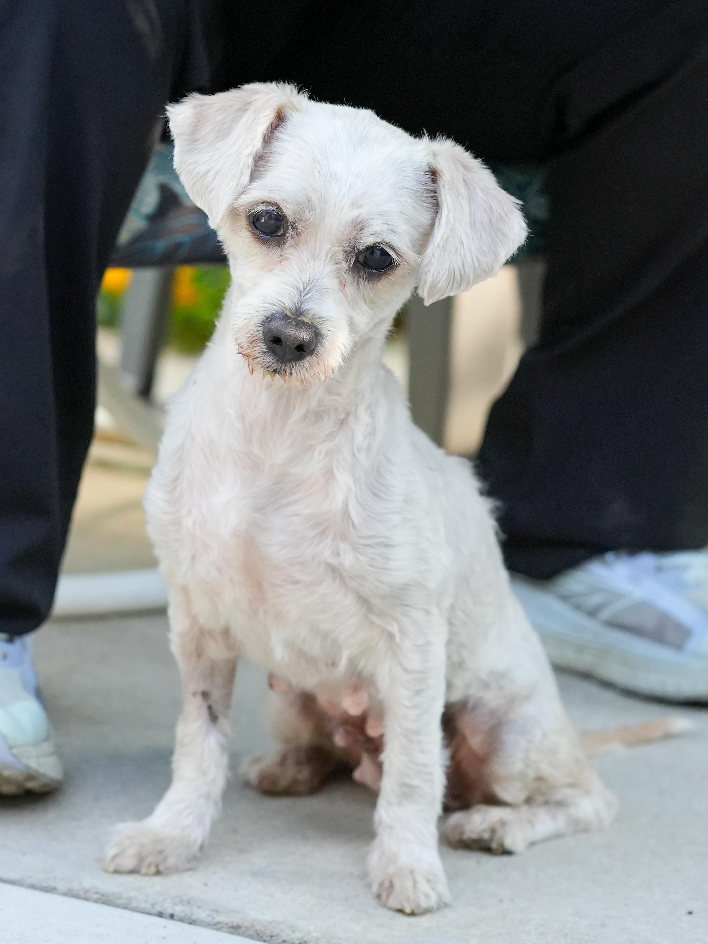TIFFANY, a Adoptable Maltipoo in Fresno, CA image 2/5