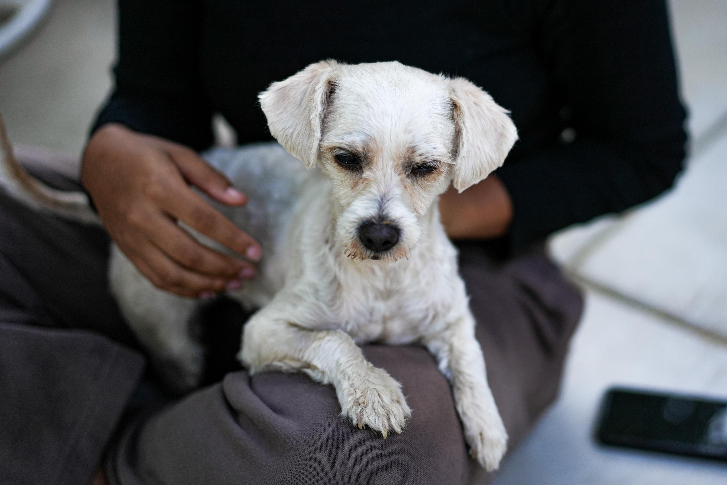 TIFFANY, a Adoptable Maltipoo in Fresno, CA image 3/5