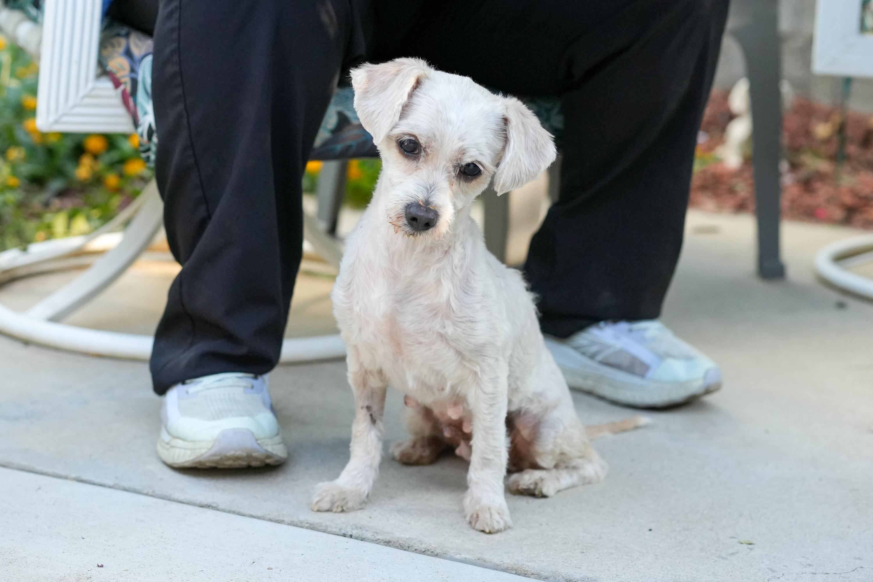 TIFFANY, a Adoptable Maltipoo in Fresno, CA image 4/5