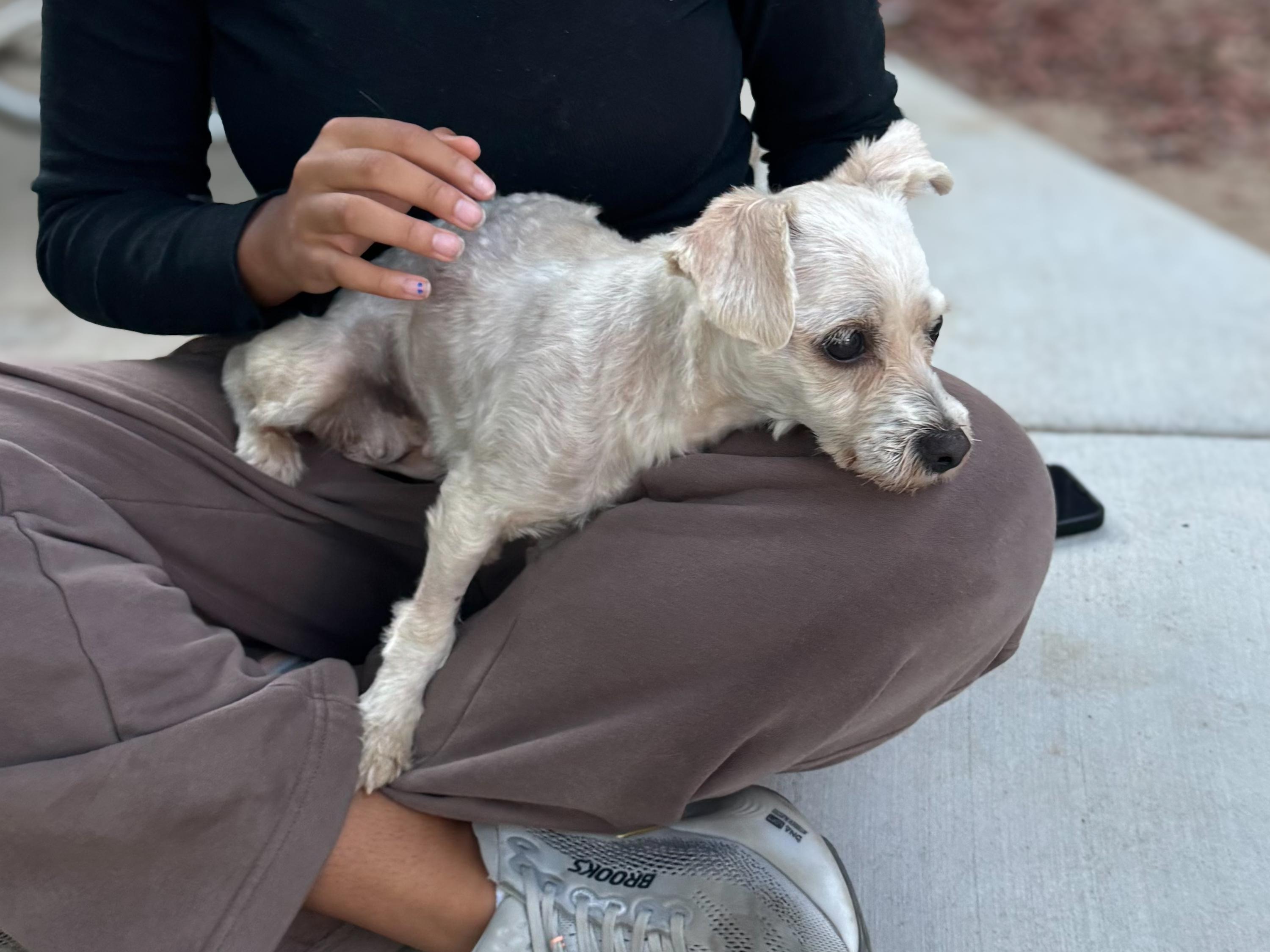 TIFFANY, a Adoptable Maltipoo in Fresno, CA image 5/5